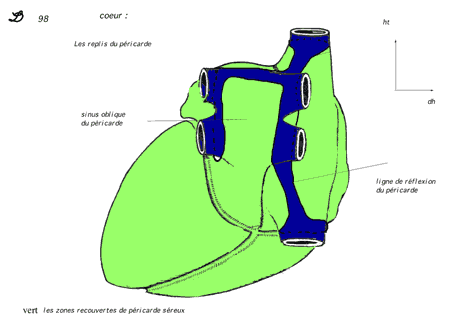 pericarde dors.gif