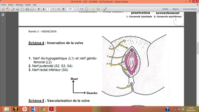 Innervation périnée.png