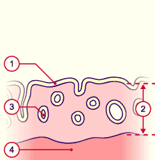 Phase proliférative précoce.gif