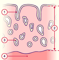 Phase proliférative tardive.gif