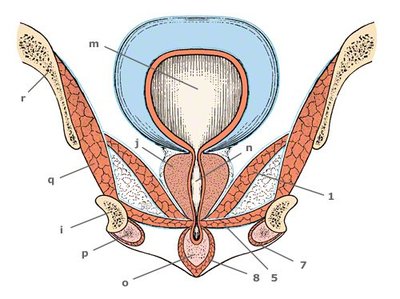 Coupe frontale L.A.jpg