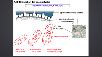 Capture d’écran 2017-04-19 à 11.43.28.png