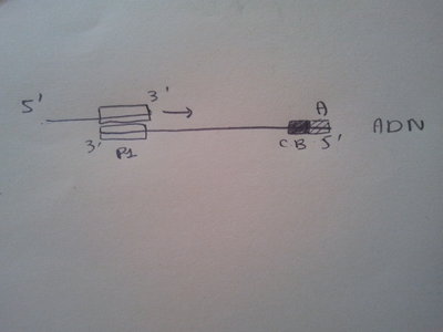 2017-04-23 11.35.50.jpg