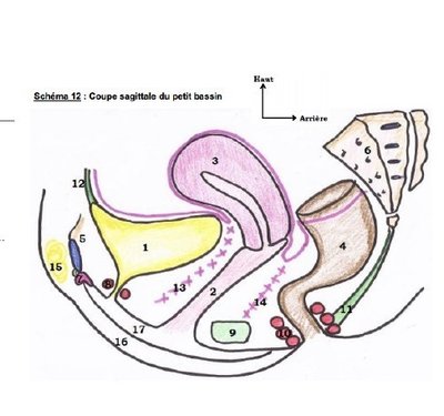 Rapports vagin (2).jpg