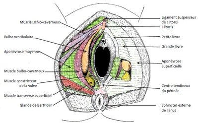 Glandes vestibulaires majeures de Bartholin.jpg