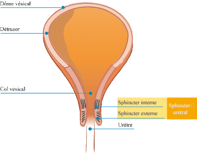 Sphincter utètre.gif