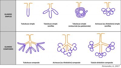 différent types de glandes.jpg