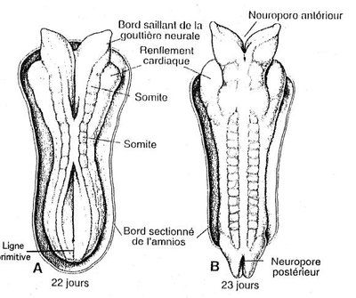 Neuropore Renflement Cardiaque.jpg