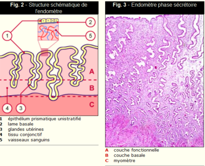 couches endomètre.PNG