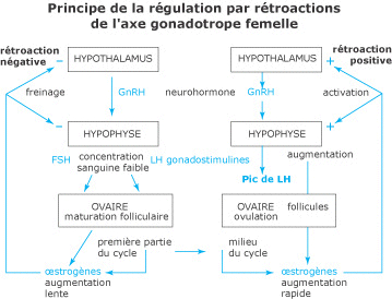 retrocontroles de l'estradiol.jpg