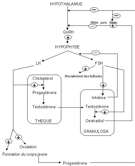 regulation ovogénèse.gif