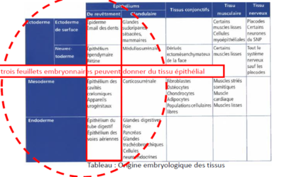 tissu embryonnaire.png
