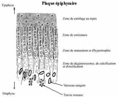 schema ossification.jpg
