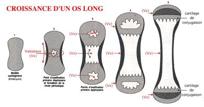 croissance os long.jpg