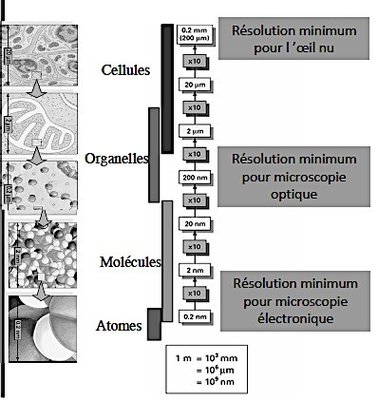 Résolution microscopie.jpg