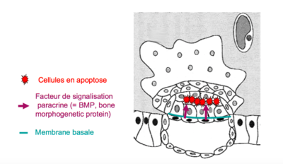 Capture d’écran 2017-09-17 à 12.24.40.png
