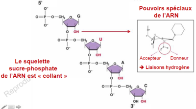 Squelette collant.PNG