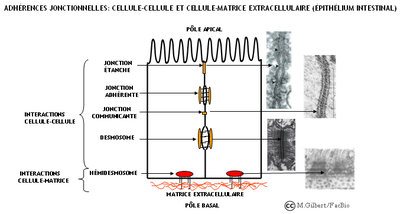 FBM_AdhInterCellMatrice.jpg
