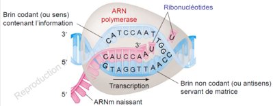 ARN poly.PNG