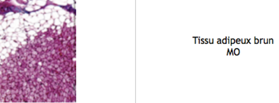 Capture d’écran 2017-10-01 à 09.46.40.png