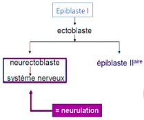 différenciation ectoblaste.jpg
