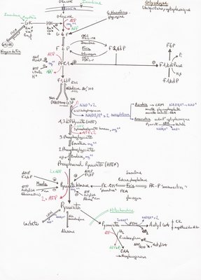 Glycolyse.JPG