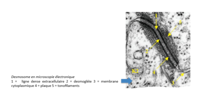 desmosome.PNG