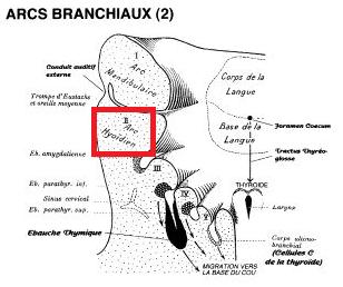 Arc Hyoïdien.jpg