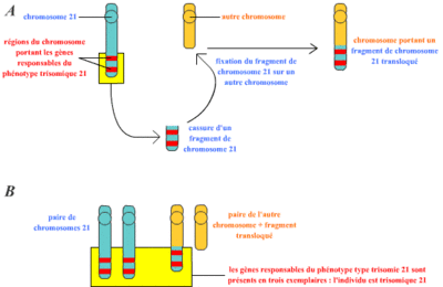 trisomie-21-translocations.gif