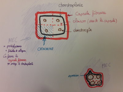 Structure cellules cartilagineuse.jpg