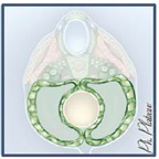 mésoblaste latéral.jpg