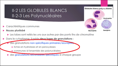 Granulations primaires.png