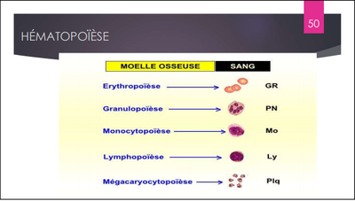 Hématopoïèse.png