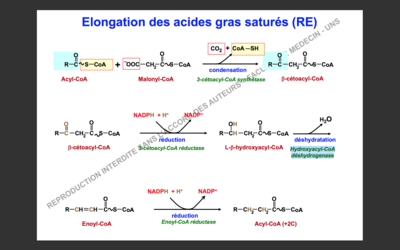 Capture d’écran 2017-11-10 à 11.05.33.png