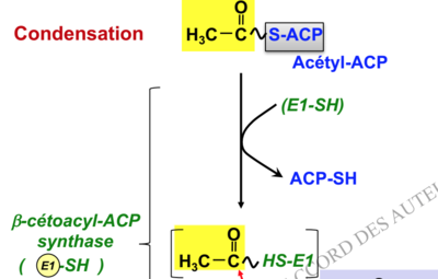 Capture d’écran 2017-11-10 à 20.58.24.png