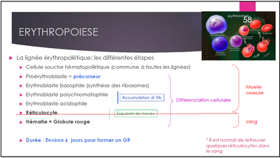 Réticulocyte moelle osseuse.png