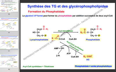 Capture d’écran 2017-11-19 à 16.03.13.png