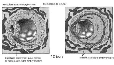 Prolifération épiblaste.jpeg
