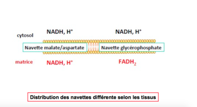 Capture d’écran 2017-11-23 à 11.44.28.png