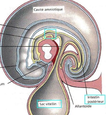Septum Transversum.jpg