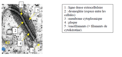Desmosome desmogléie.png