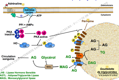 Capture d’écran 2017-11-26 à 10.14.22.png