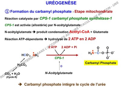 ureogénèse.jpg