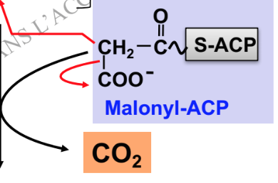 Capture d’écran 2017-11-26 à 11.07.14.png