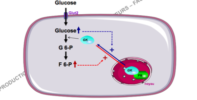 glucokinase .png