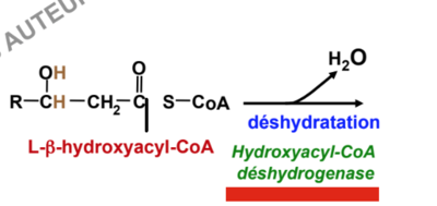 Capture d’écran 2017-11-30 à 17.53.25.png