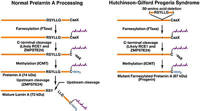 Biogenesis_of_lamin_A_in_normal_cells_and_the_failure_to_generate_mature_lamin_A_in_HGPS.jpg