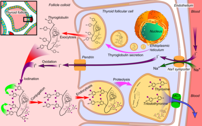 Thyroid_hormone_synthesis.png