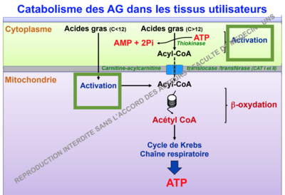 Capture d’écran 2017-12-11 à 18.35.17.png