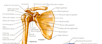 col humérus.png